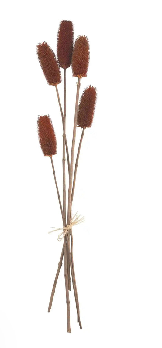 Brown Preserved Thistle